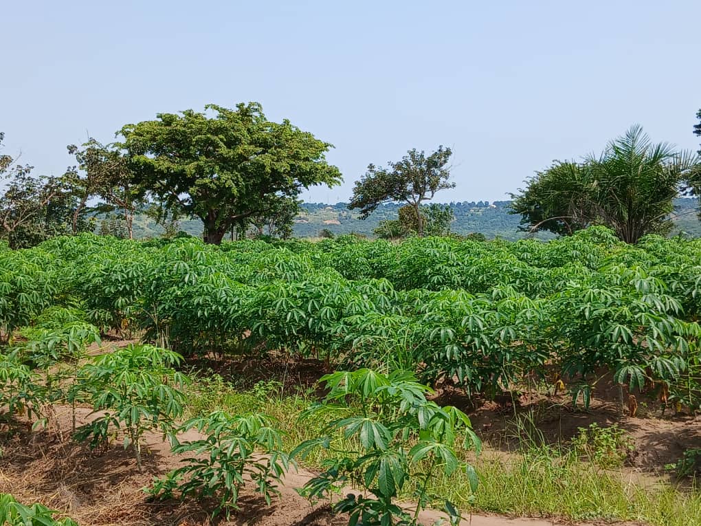 Innovation agroforestière intégrée : culture du manioc en couloir dans les zones de reboisement